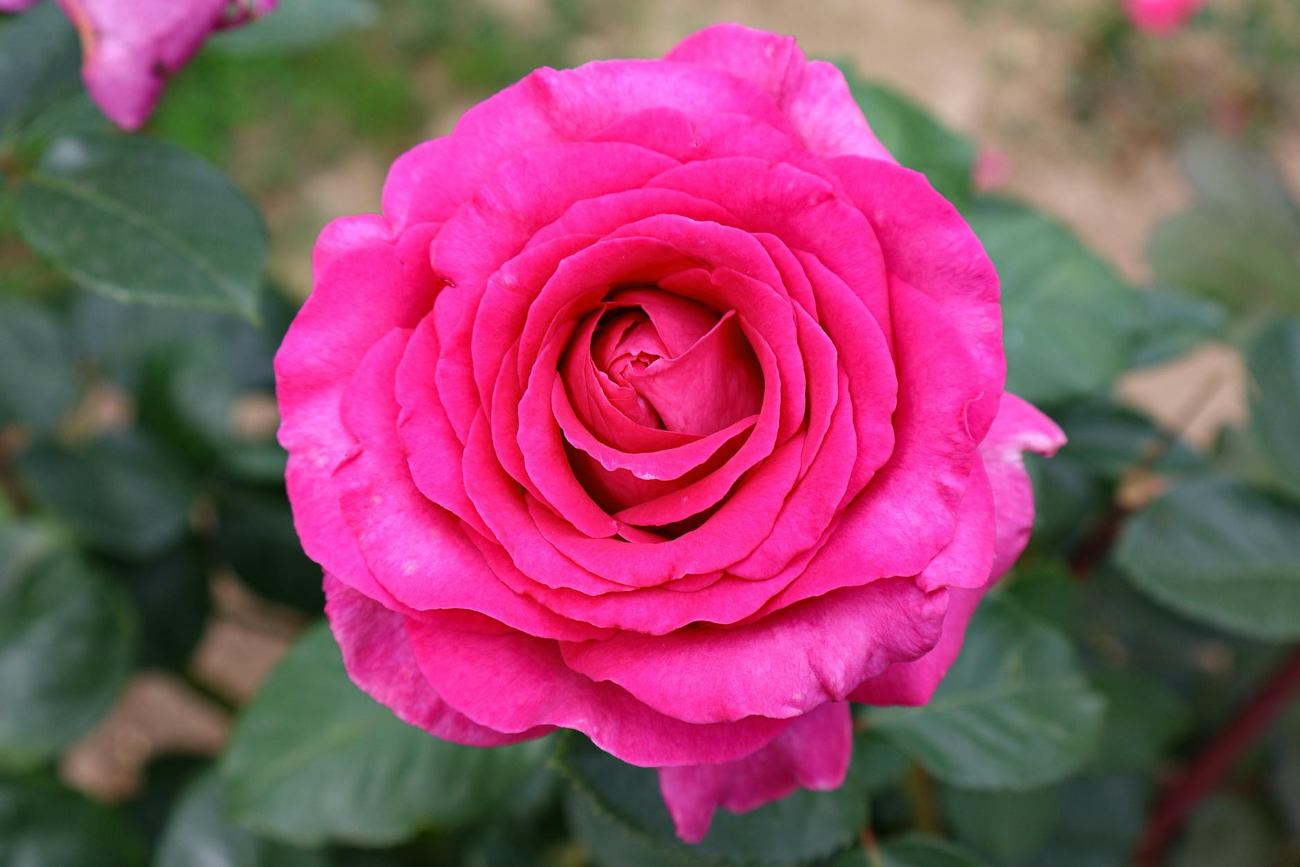 How Much Is a First Edition Charizard Base Set Worth in PSA 2 Condition?