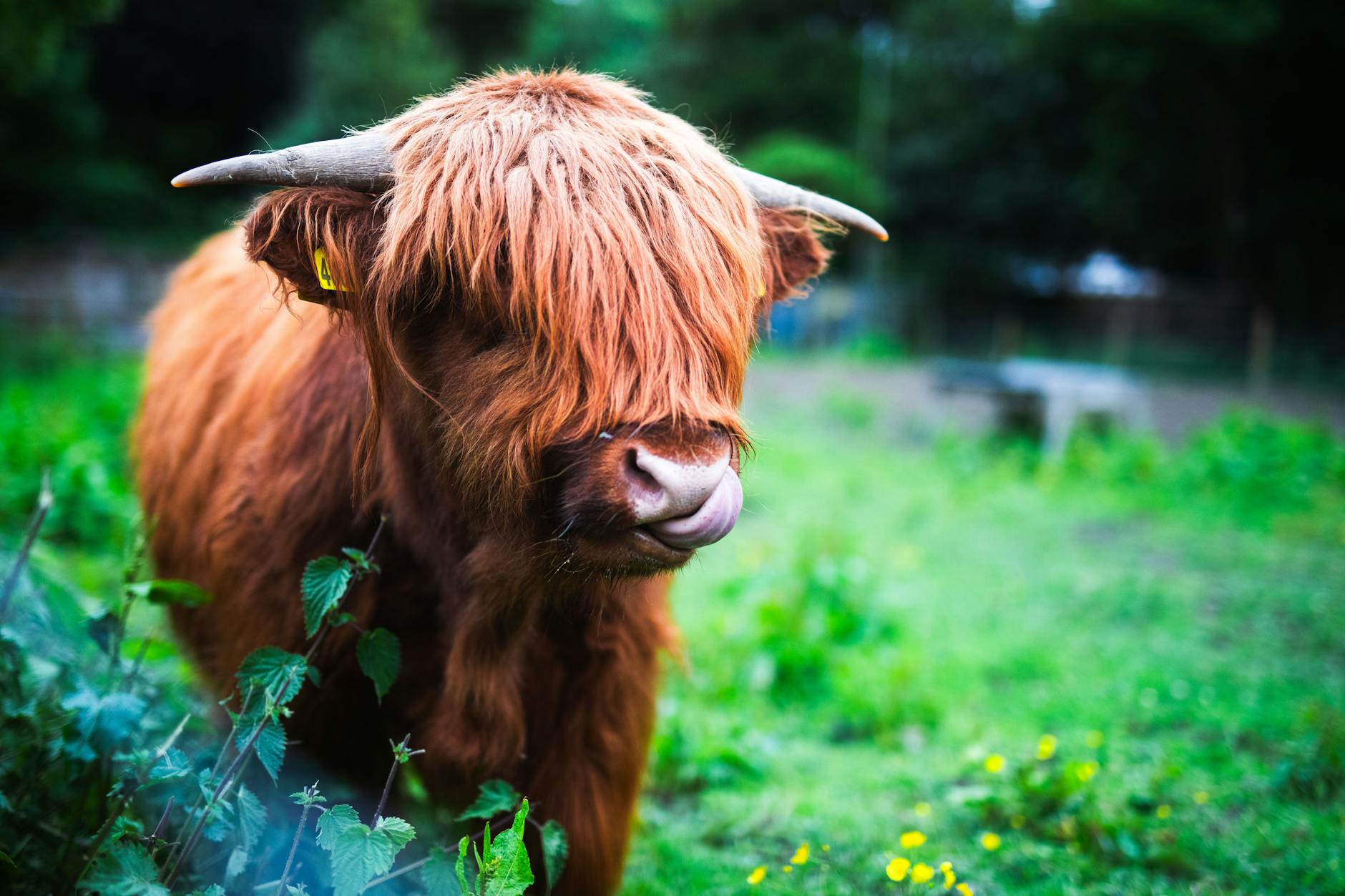 How Much Is A Shadowless Charizard Base Set Worth At PSA 3 Grade?