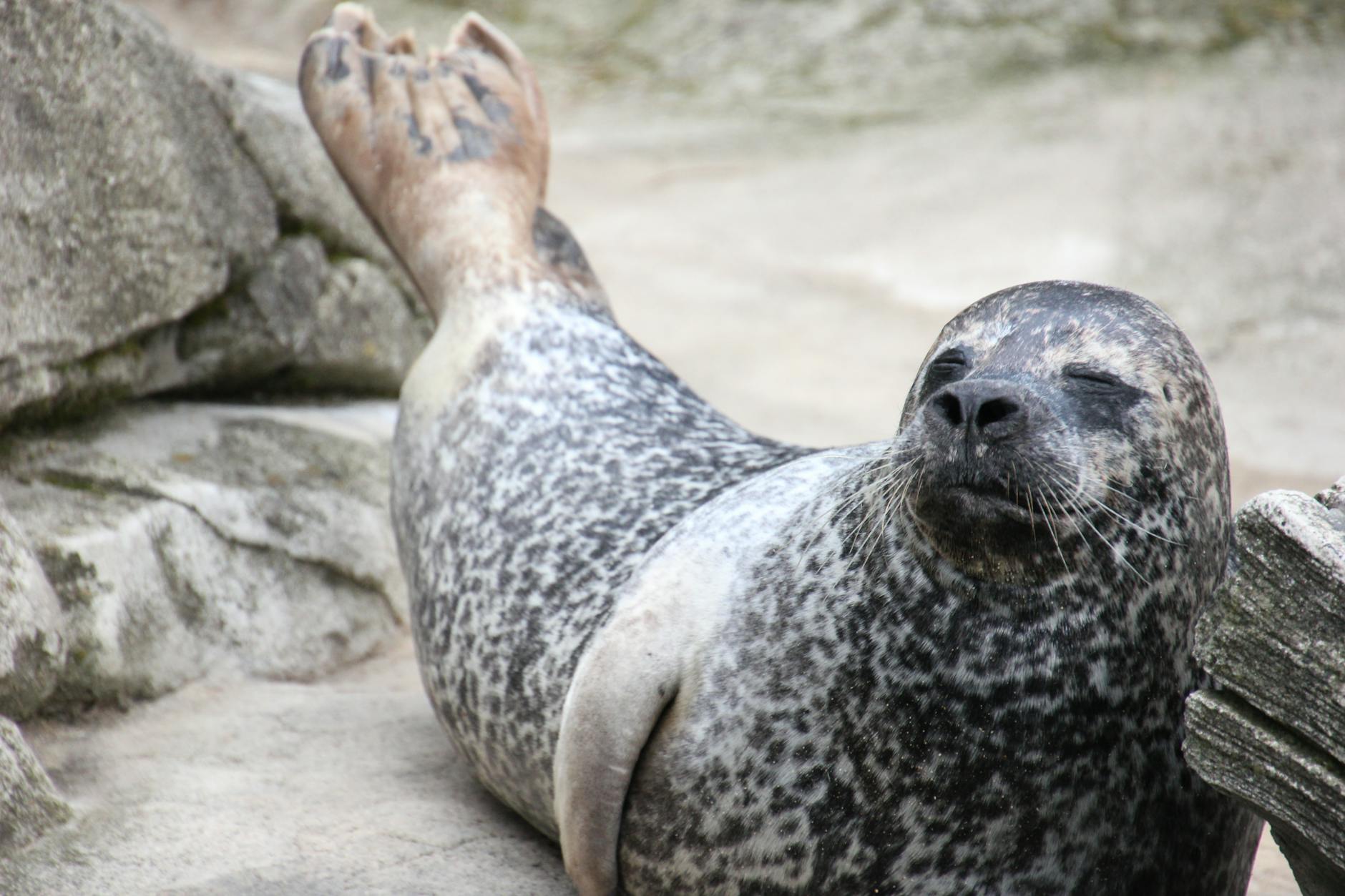 How the Secondary Market Depends on Sealed Product Being Opened