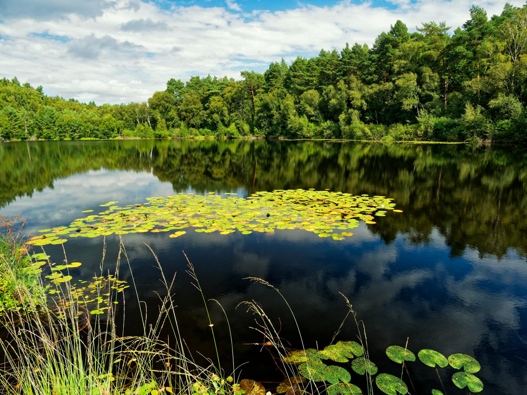 Market Trends For Low-Grade Vintage Charizard Slabs