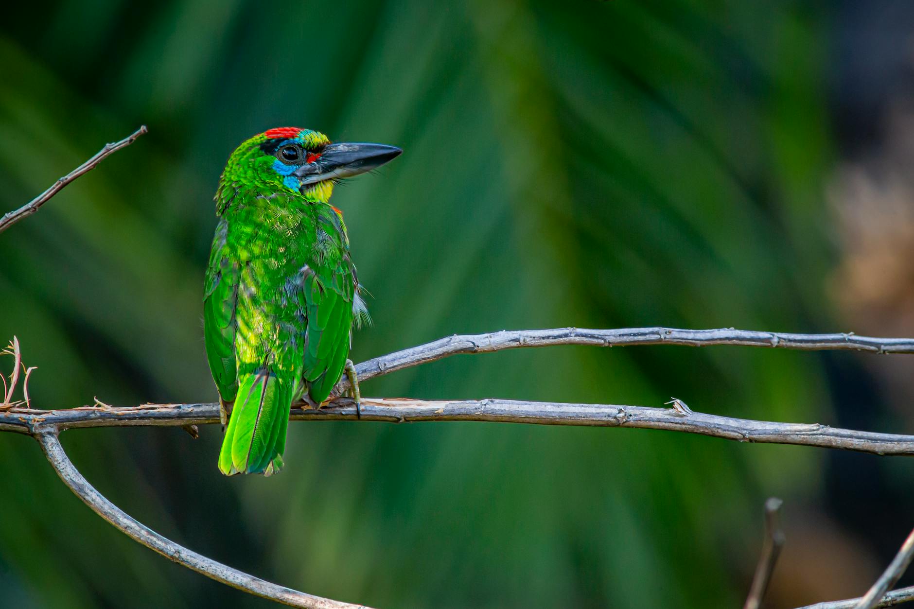 The Charizard ex Special Illustration Rare: Centerpiece of the Set