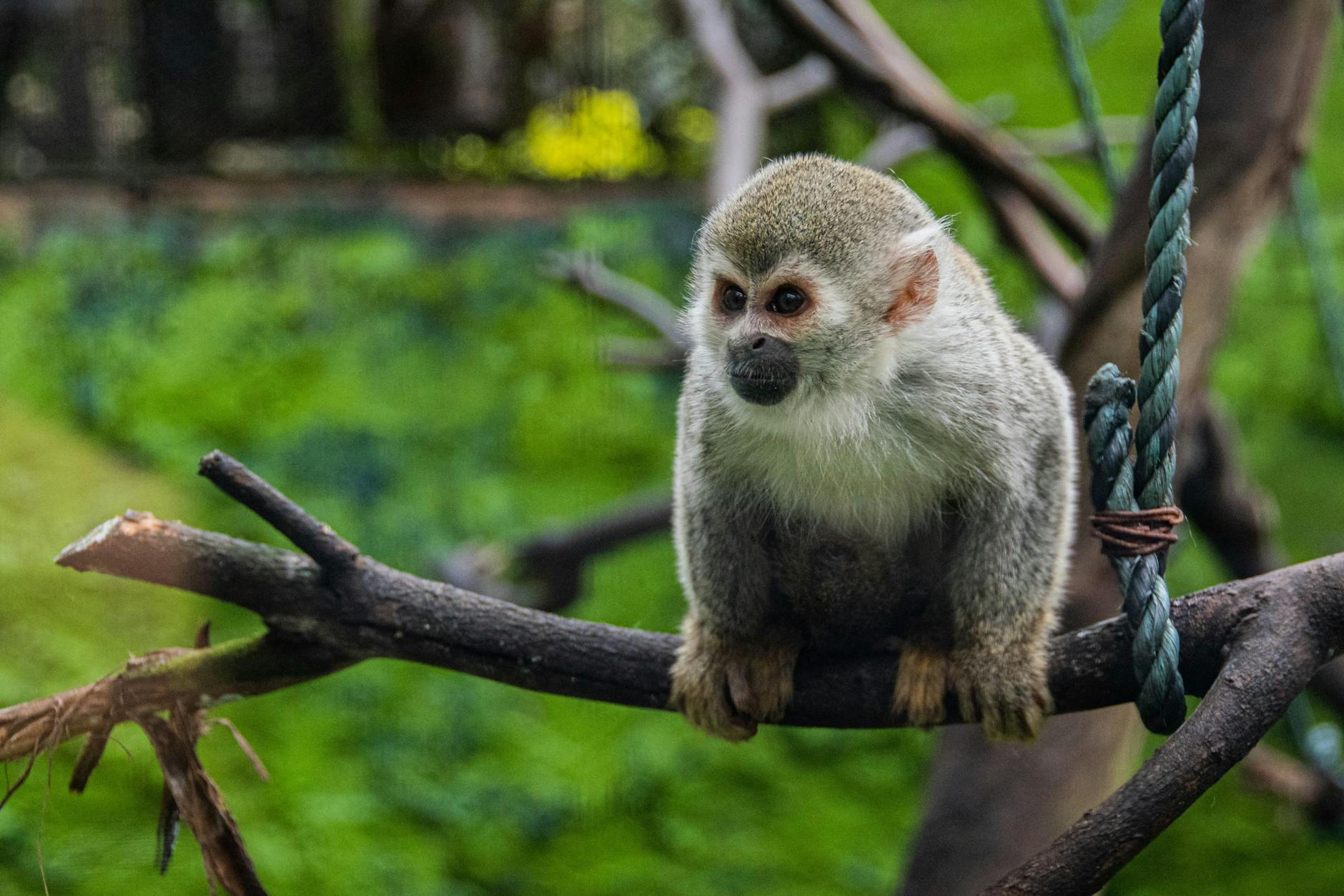 The Ethics and Market Impact of Pack Weighing