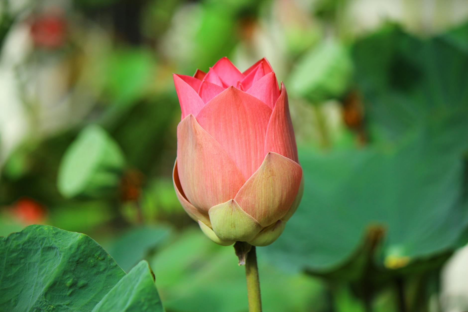 The Generational Cycle of Pokemon Collecting and Sealed Product Demand