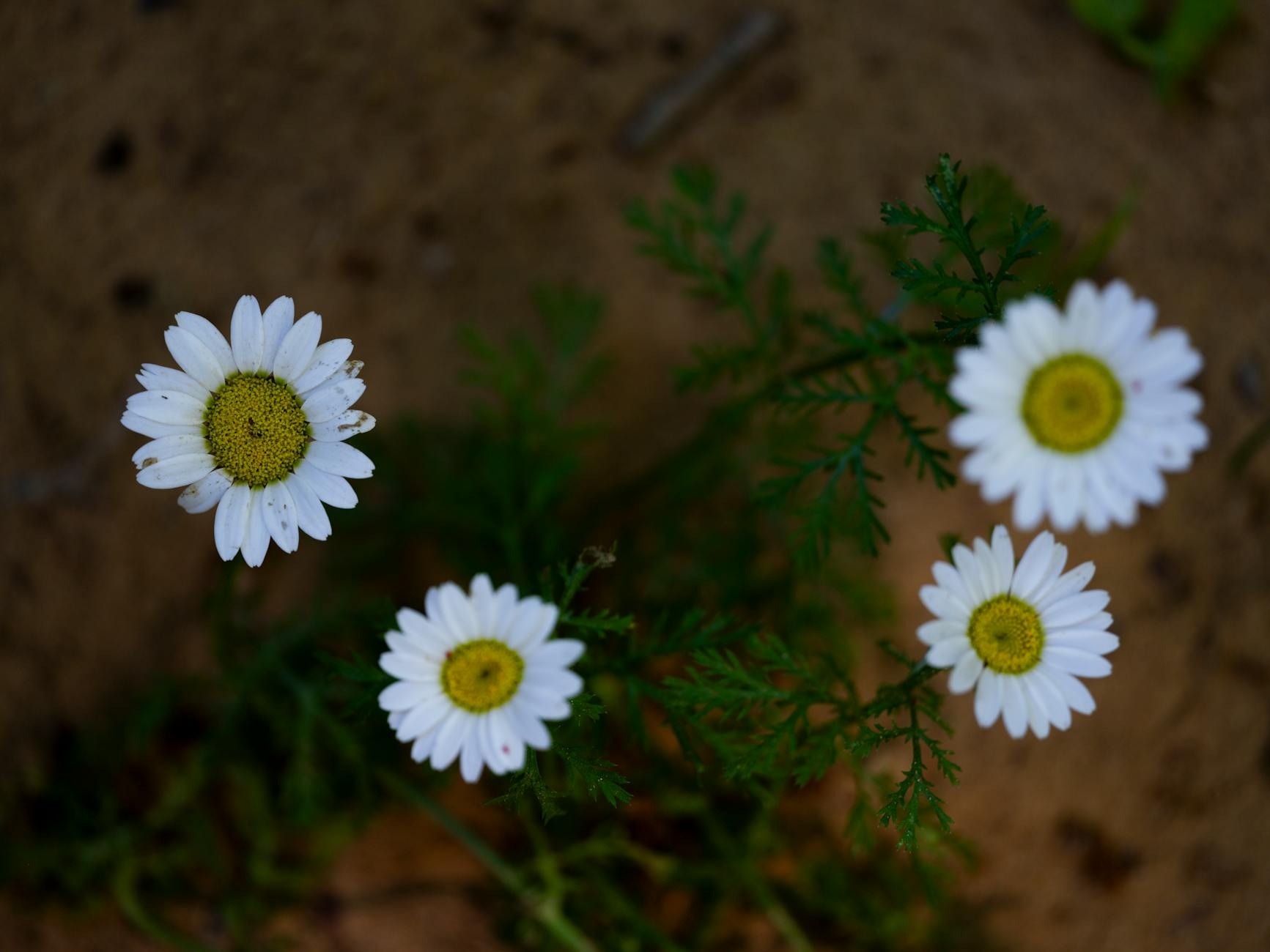 What Defines a True Pokémon Card Collector Versus a Funded Participant?