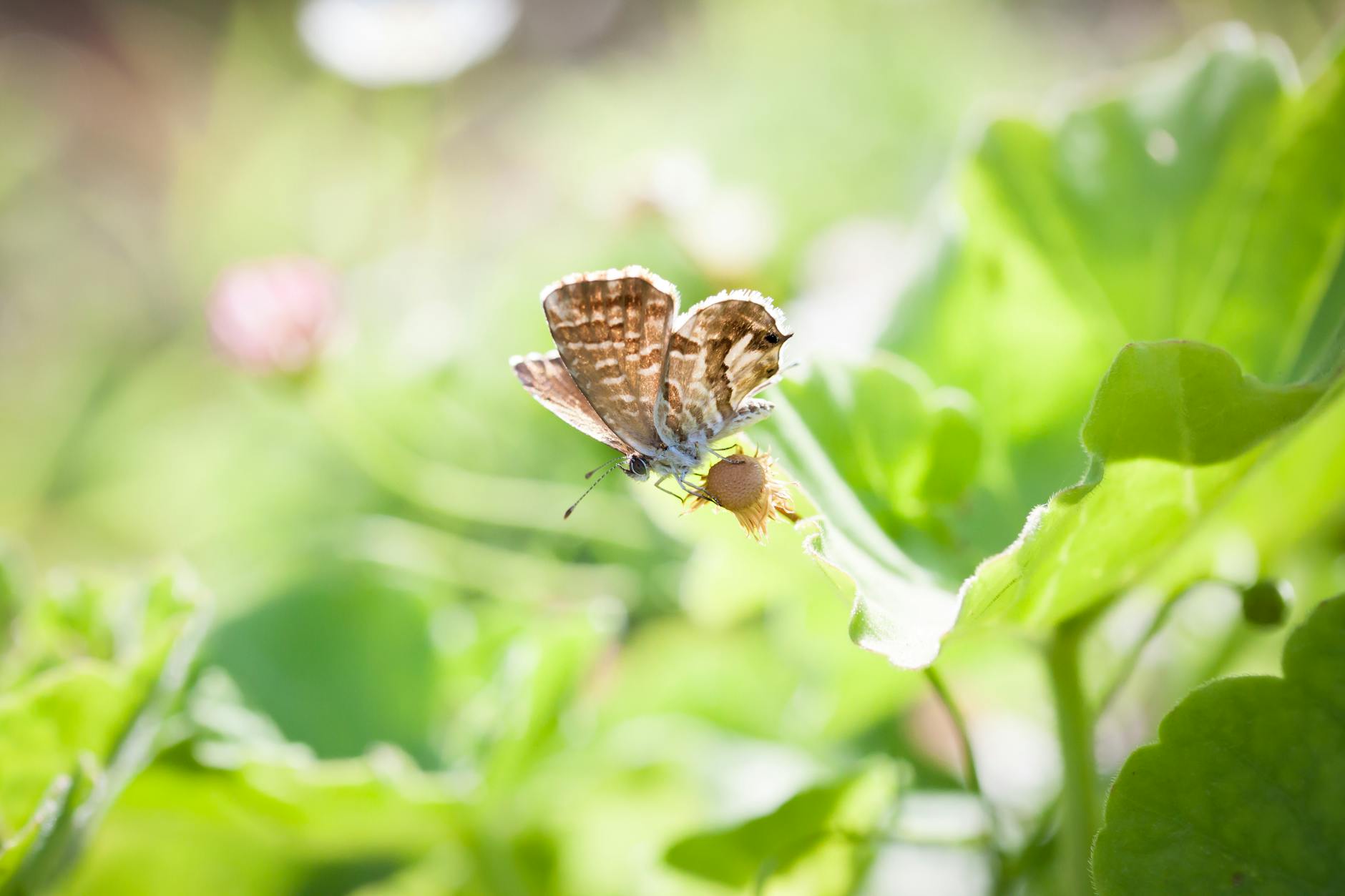 Why Are Pokemon Blister Packs More Difficult to Weigh Than Loose Boosters?