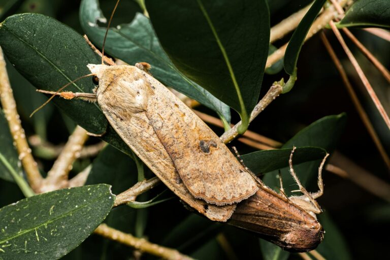 Why Some Pokemon Collectors Disagree With The 21g Rule - Featured image