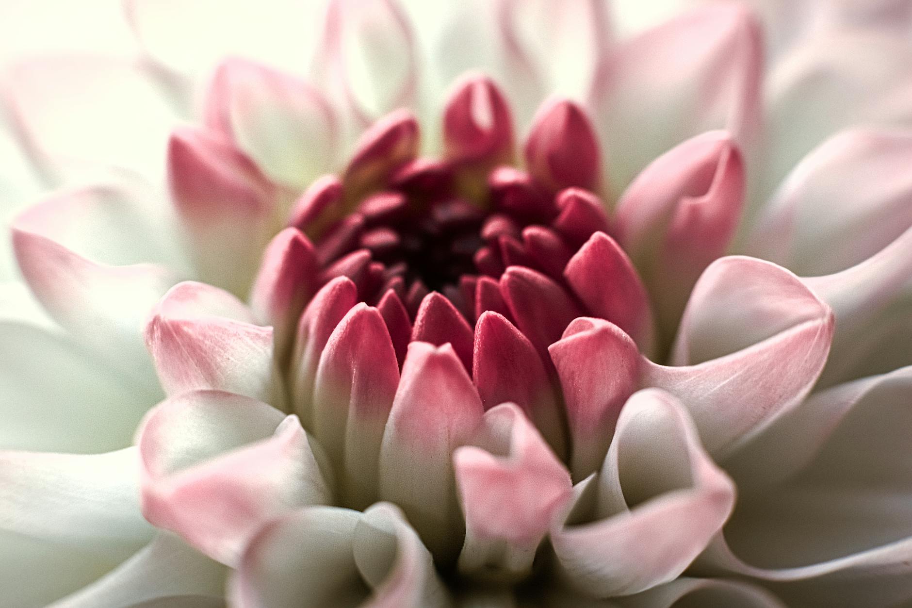 How Are Social Media Influencers Actually Moving Collectible Card Prices?