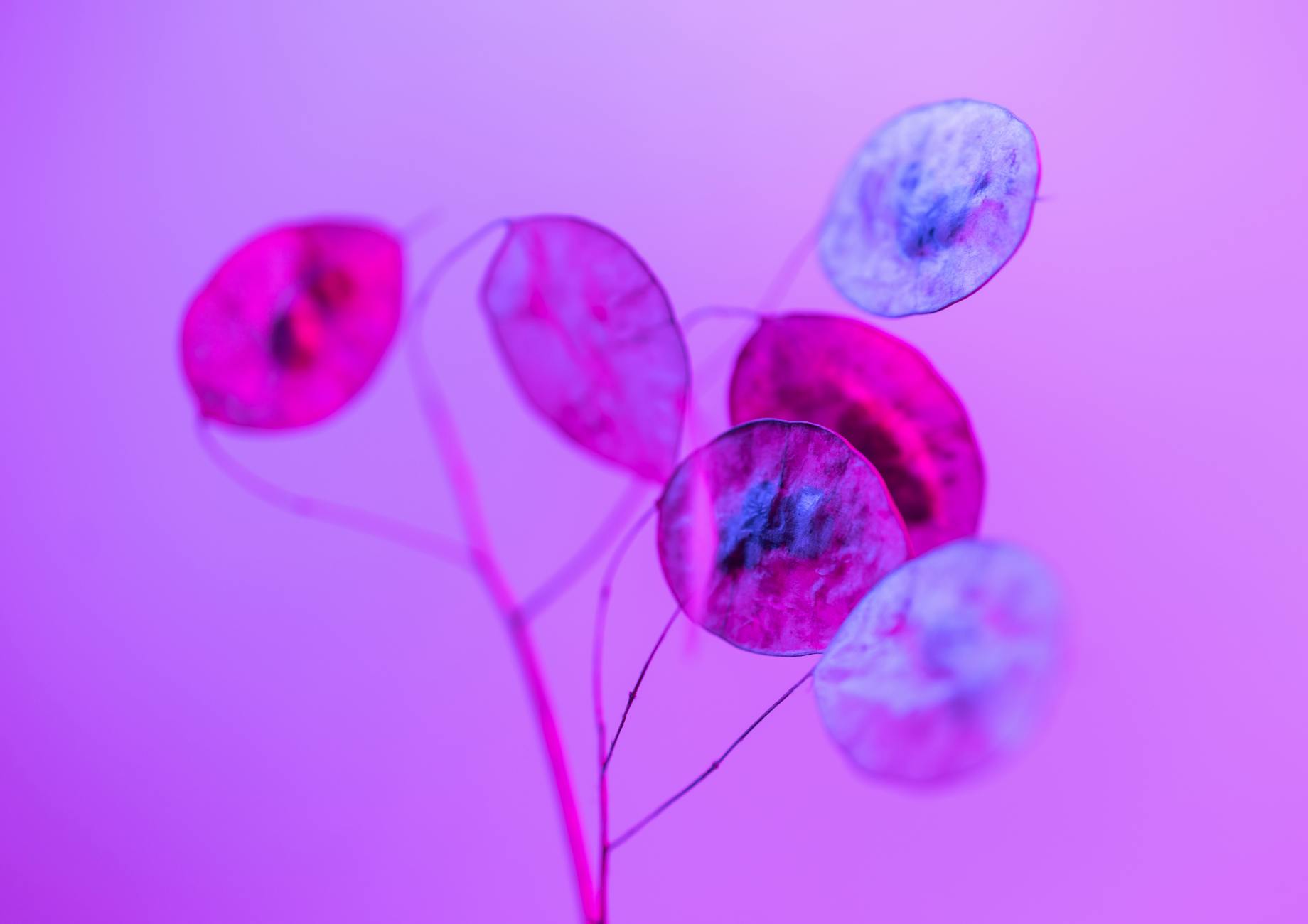 How Does Geodude Evolve Into Graveler and Golem?