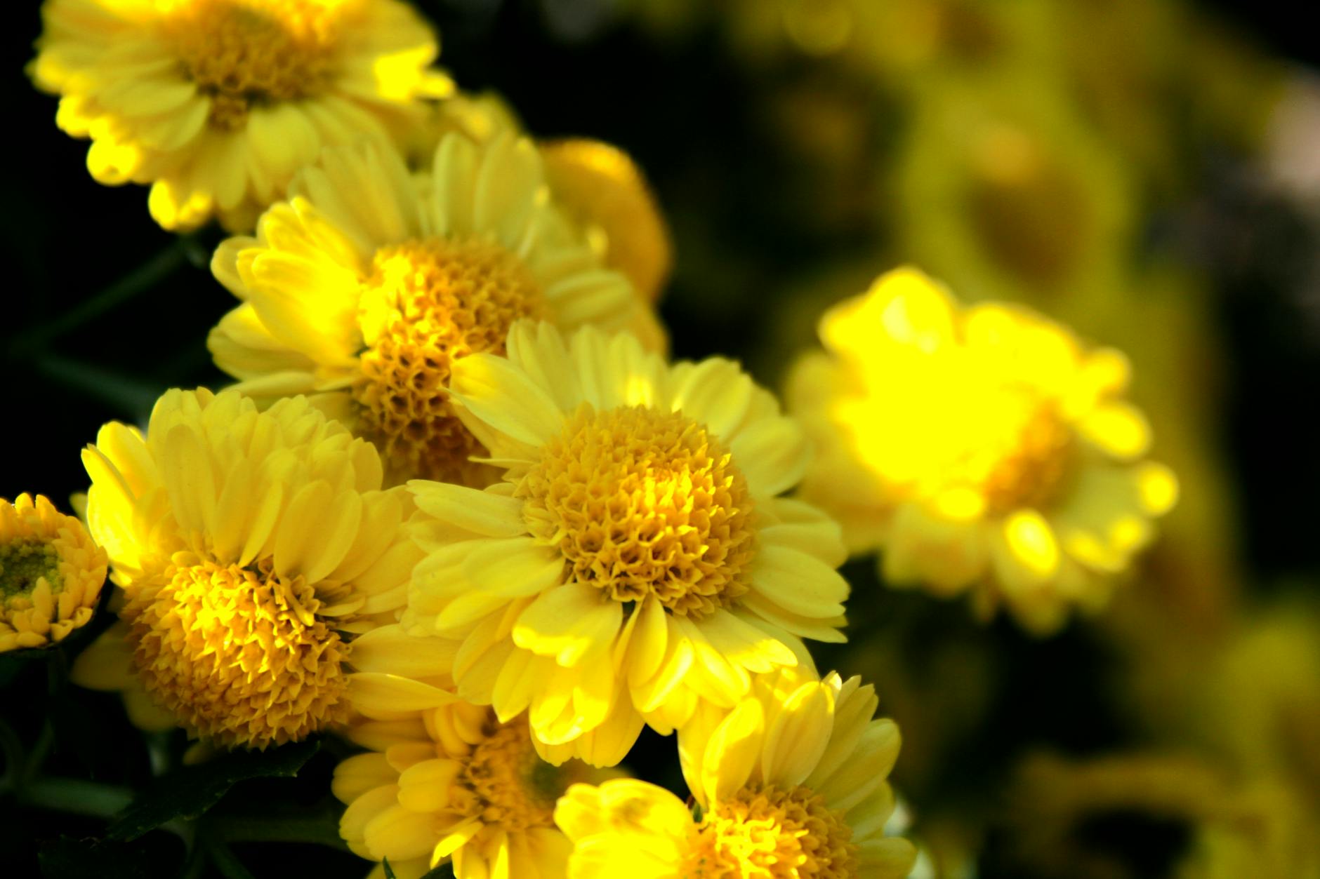 How Does Gible Evolve Into Gabite and Garchomp?