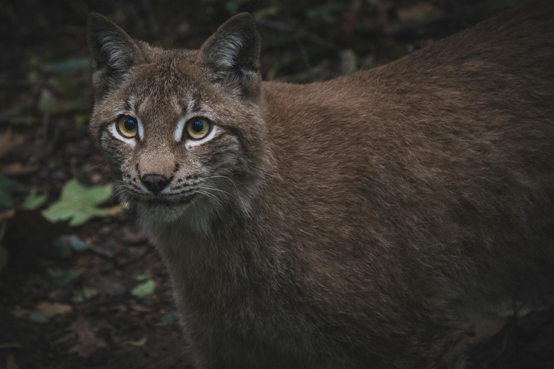 The History of Electabuzz's Evolution Family