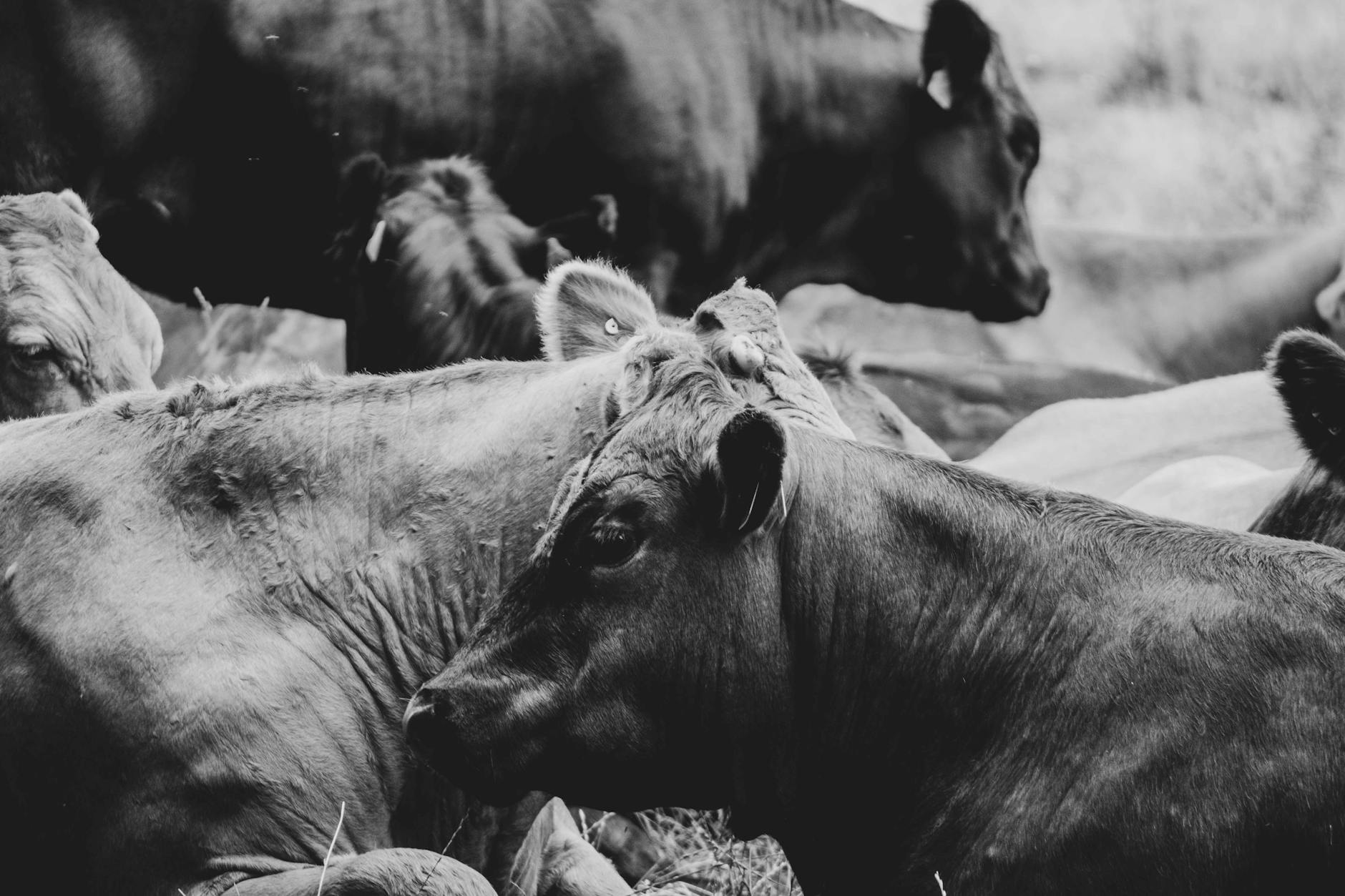 The Role of FOMO and Herd Behavior in Card Market Prices