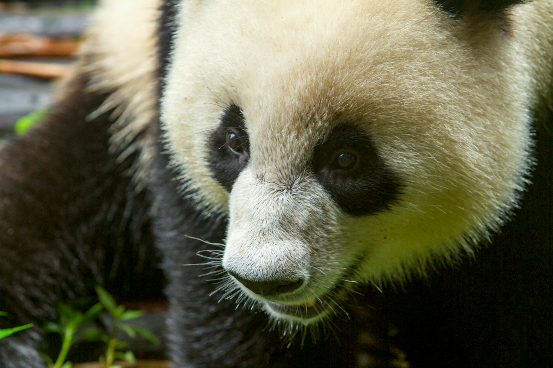 Which Rare Pokémon Cards Have Actually Sold for Millions?