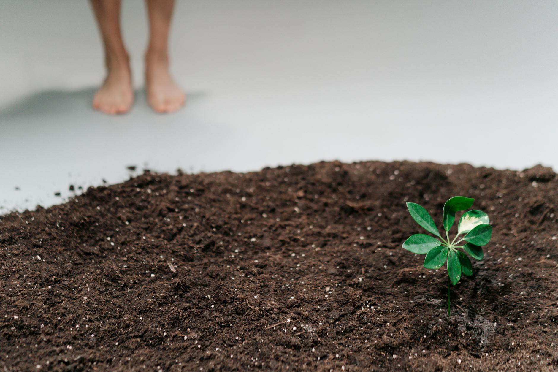 Market Dominance and Sustained Growth Momentum