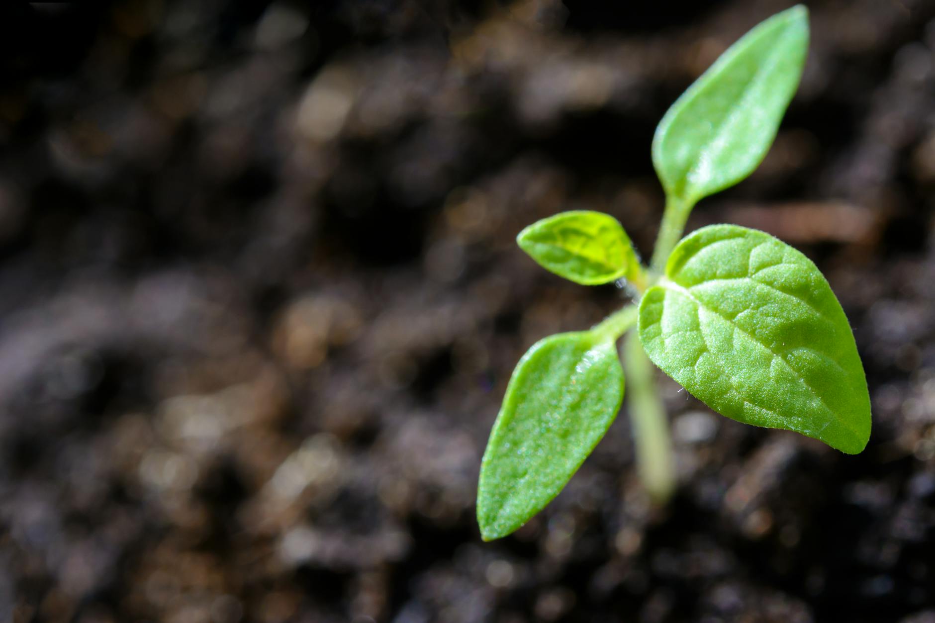 Market Maturity and Growth Potential