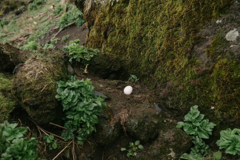 This Rare Chansey Has Story, Scarcity, and Recognition - Featured image