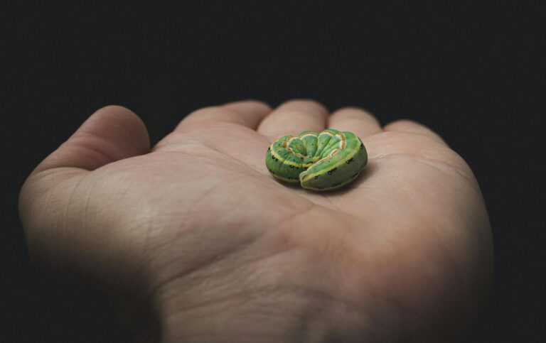 Base Set Caterpie or Base Set Charmander: Where Should New Money Go - Featured image