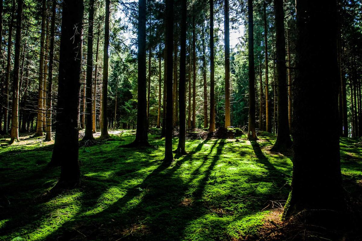 Condition Categories That Most Likely Cross Over