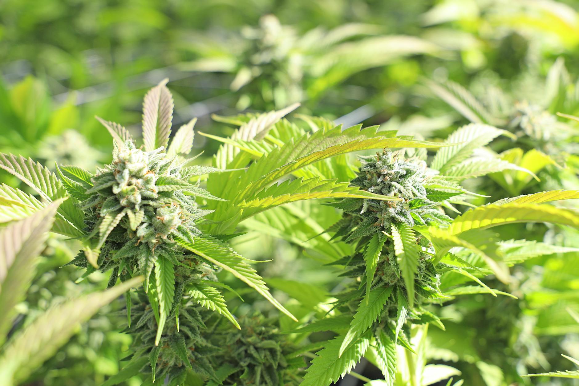 How Can Supply Grow but Prices Still Increase?