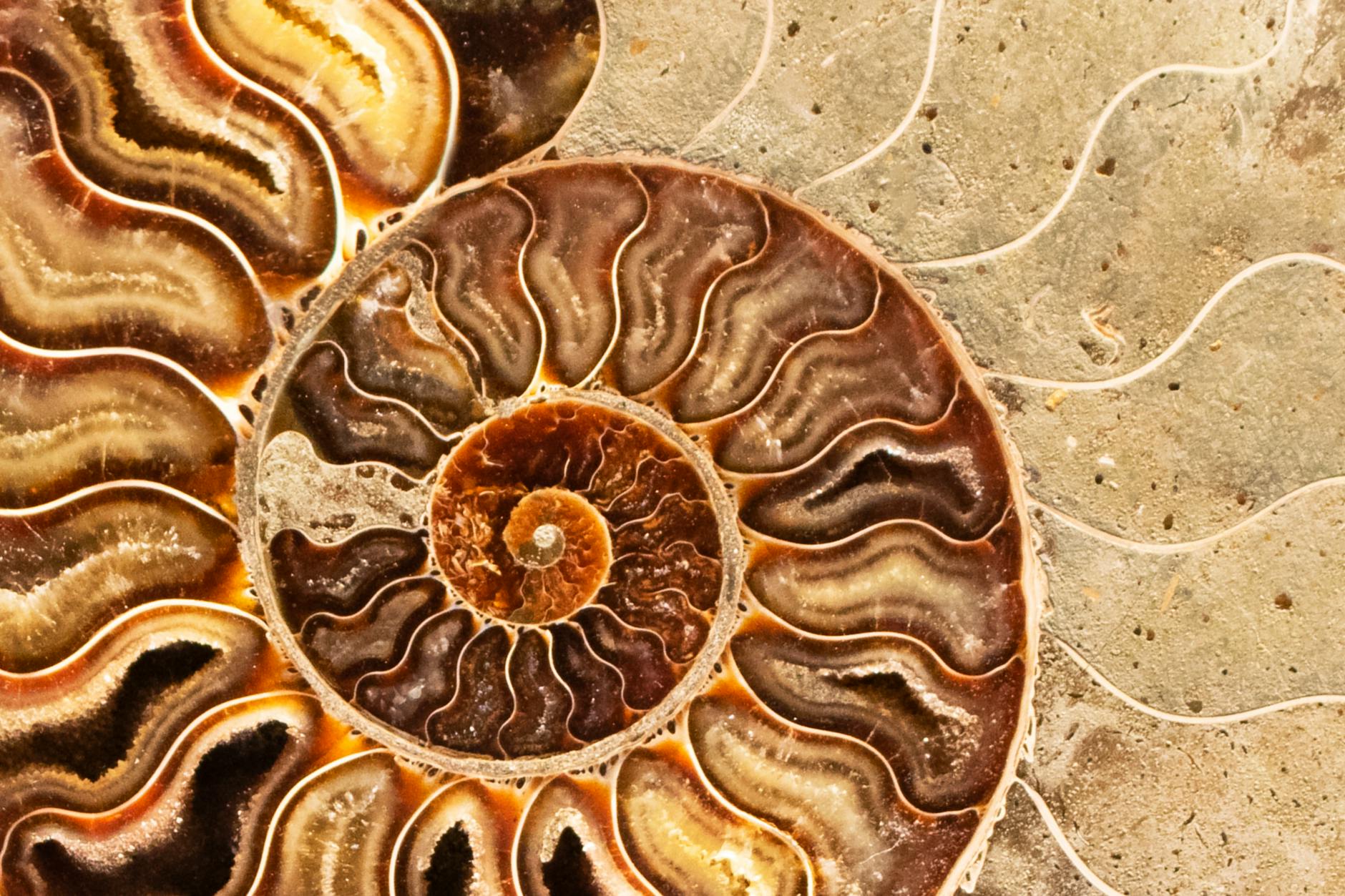 How Fossil Pokémon Connect to Real Paleontology and Museum Education