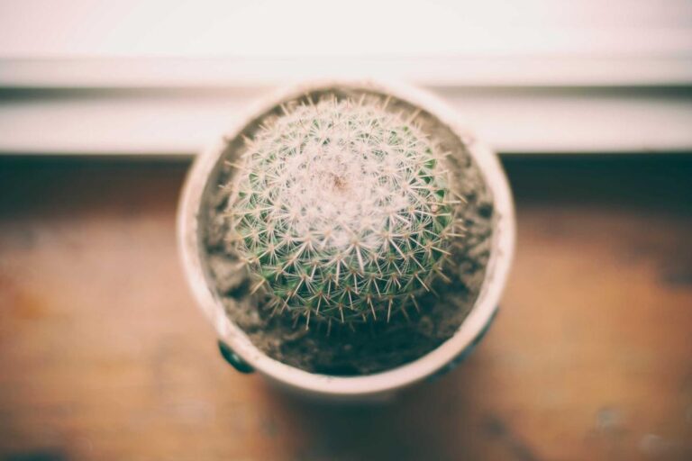 How Long Does It Take to Regrade a SGC 9 Calyrex? - Featured image