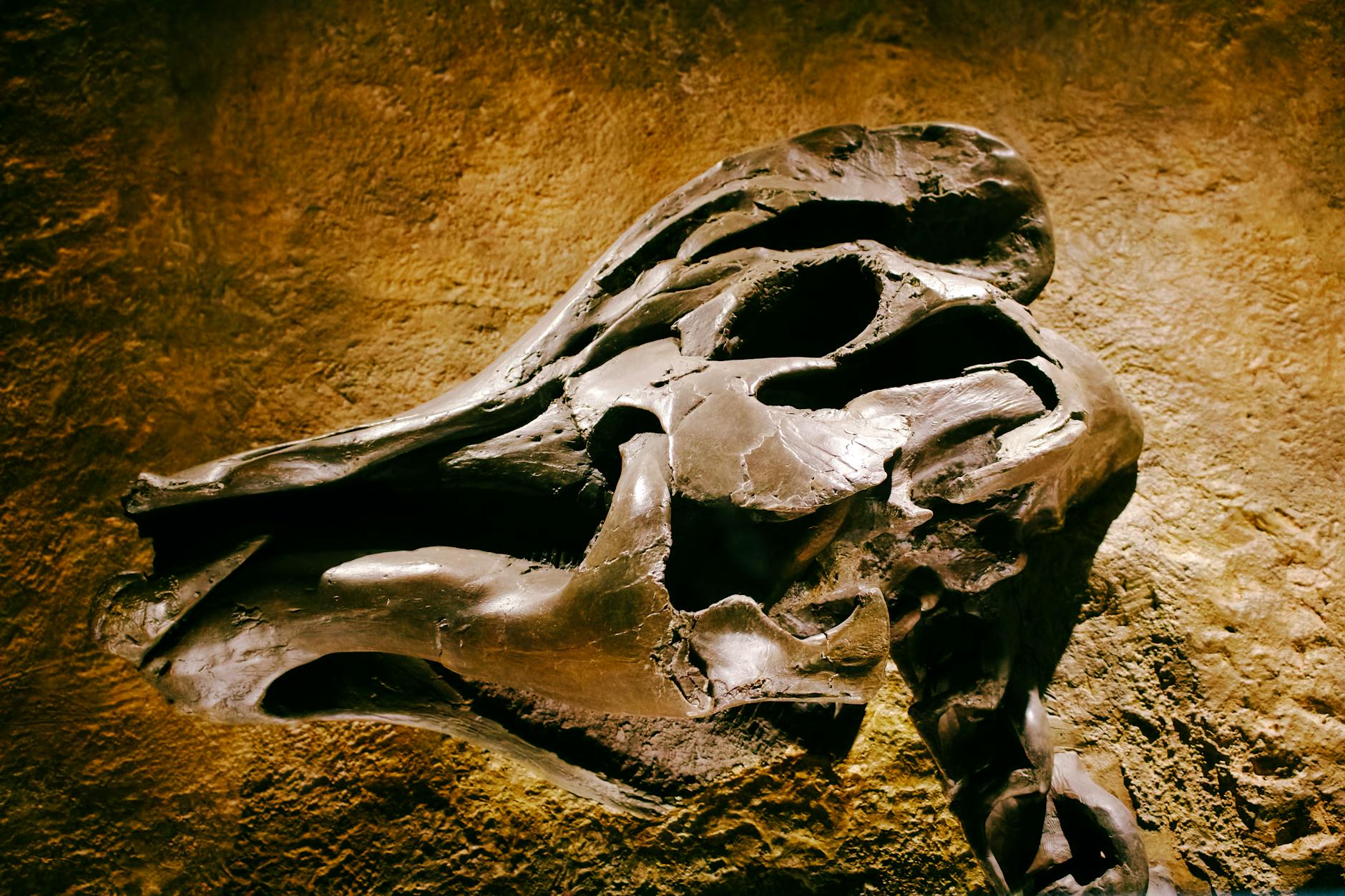 How Pokémon Fossils Became a Museum Exhibition Story - Featured image