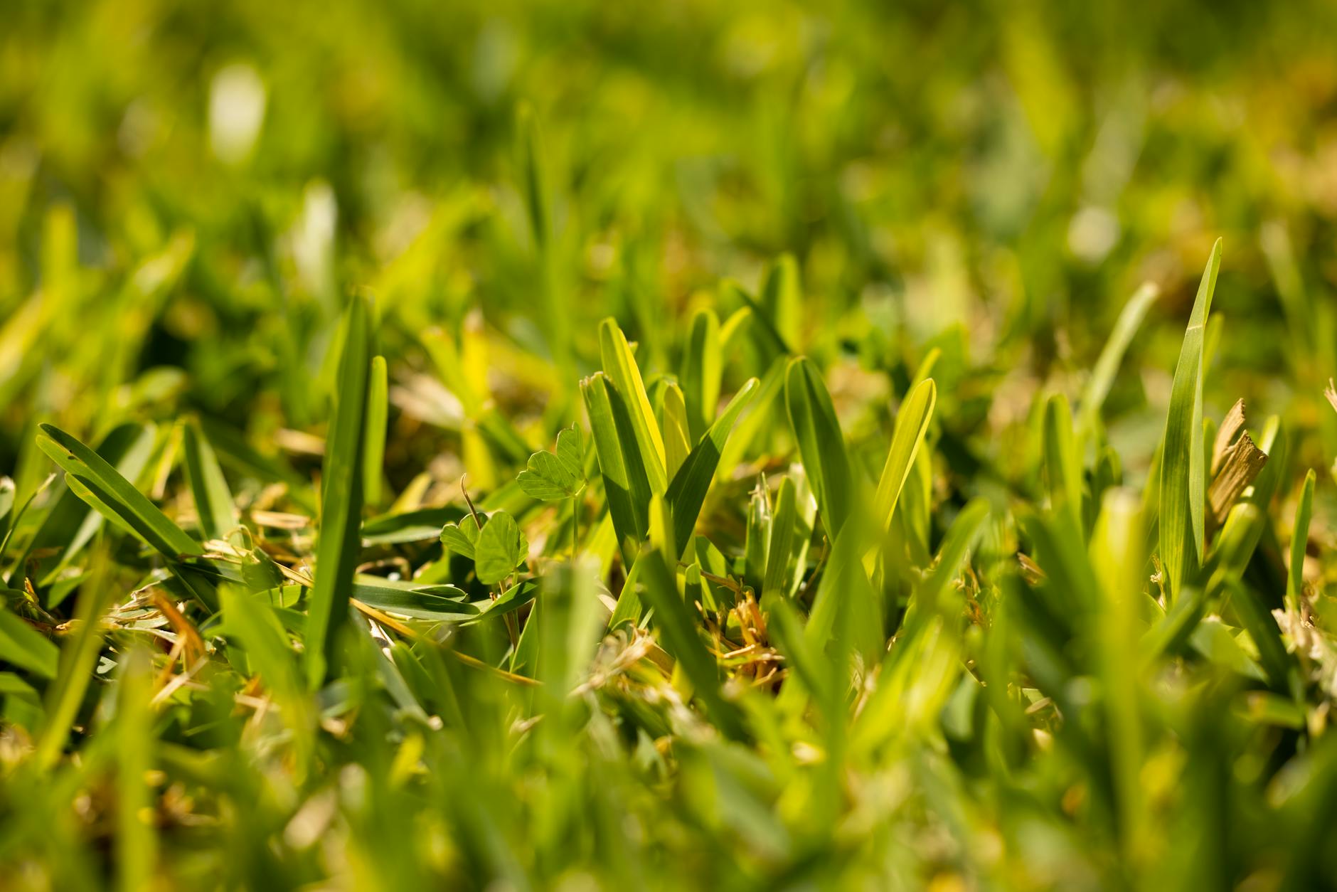 What Makes Grass Energy Vulnerable During Market Frenzies
