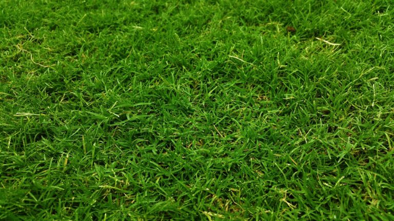 Are Base Set Grass Energy Cards Still Undervalued Since 2023? - Featured image