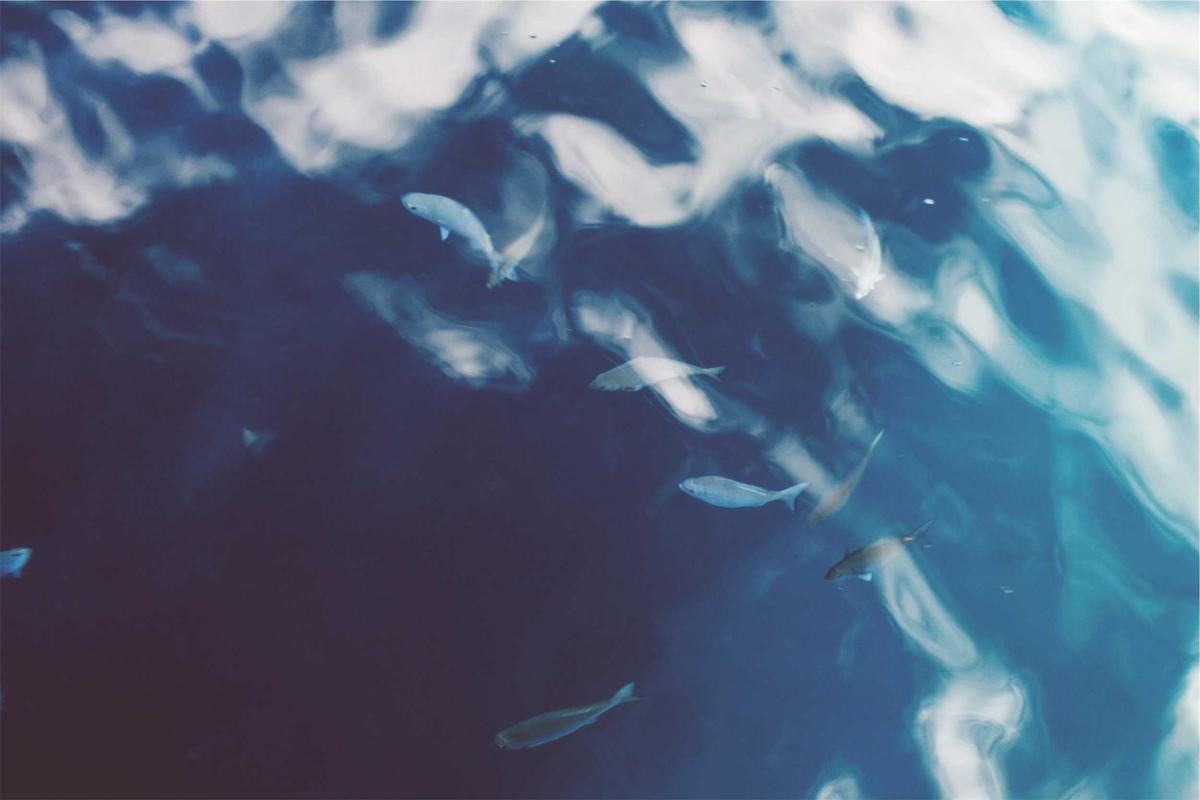 Where to Find Reliable Aquapolis Skarmory Non-Holo Pricing